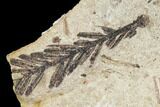 Plate Of Metasequoia Fossil - Cache Creek, BC #110888-2